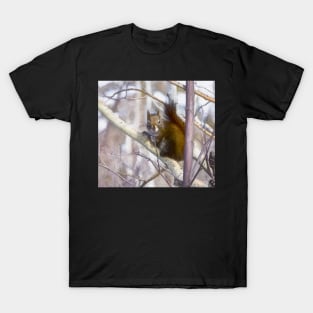 Red squirrel. "You looking at me." T-Shirt